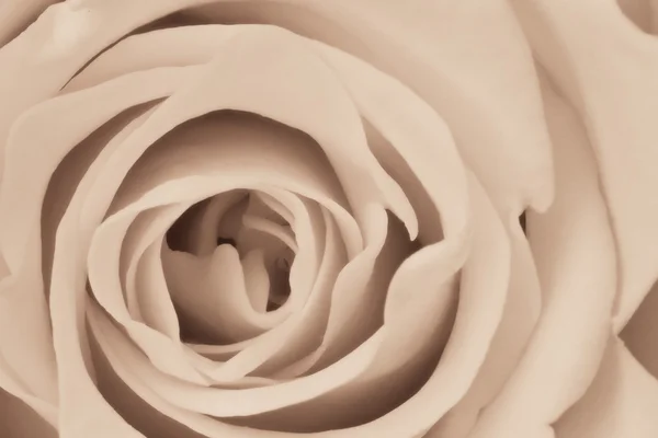 Λευκό τριαντάφυλλο κοντά — Φωτογραφία Αρχείου