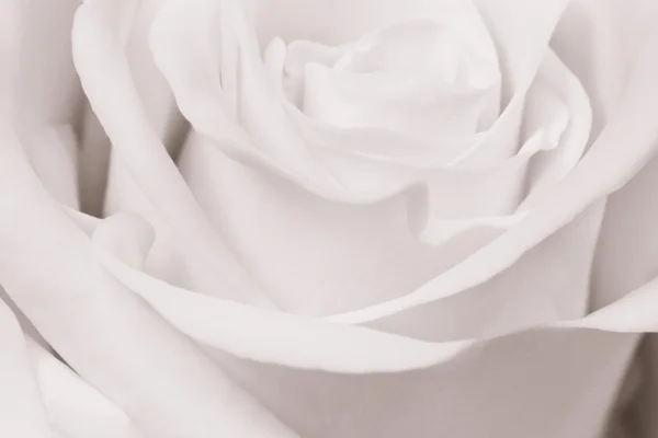 Fehér rózsa közelről — Stock Fotó
