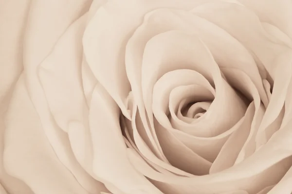 Bílá růže blízko — Stock fotografie