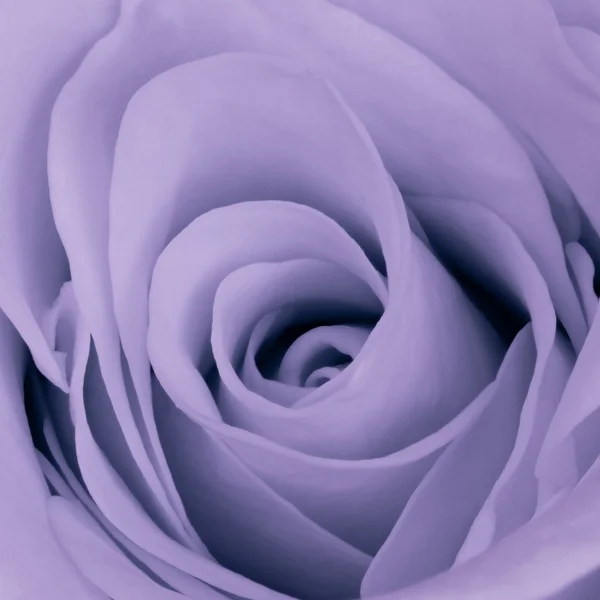 Rose violette gros plan — Photo