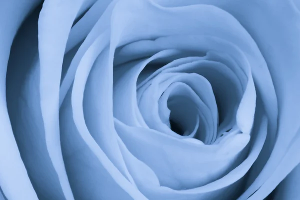 Kék Rózsa közelről — Stock Fotó