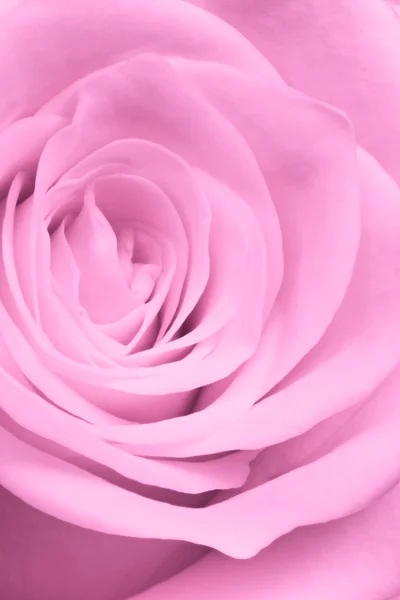 Розовая роза крупным планом — стоковое фото