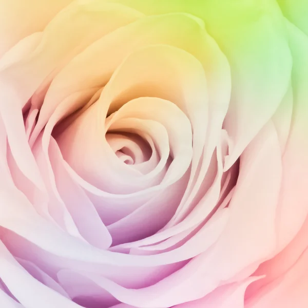 stock image Multicolor rose