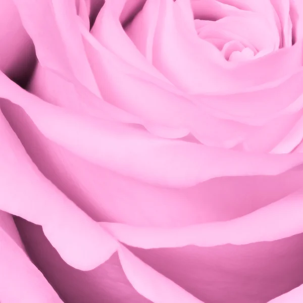 Rosa ros närbild — Stockfoto