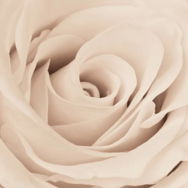 Rosa blanca de cerca —  Fotos de Stock