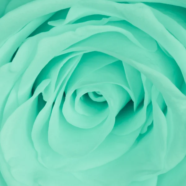 Groen roze close-up — Stockfoto