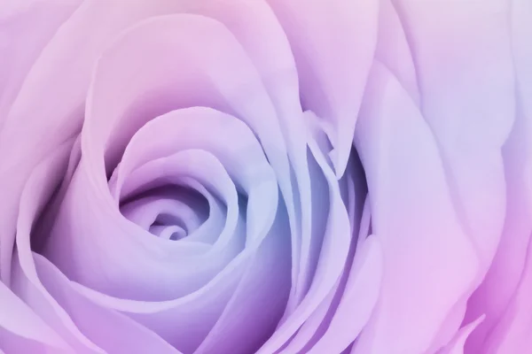 stock image Multicolor rose