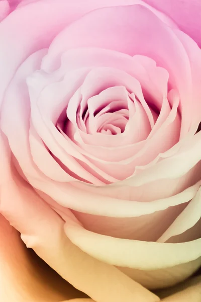 Vícebarevná růže — Stock fotografie