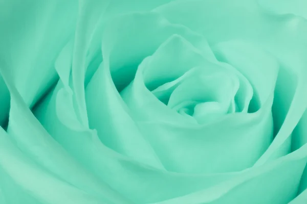 stock image Green rose close up