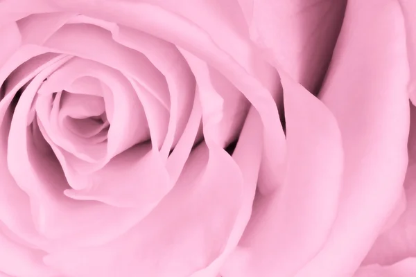 ピンク色のバラが — ストック写真