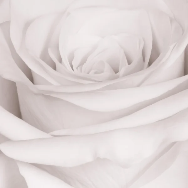 White rose close up — Stock Photo, Image