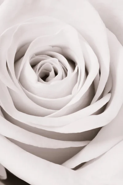Fehér rózsa közelről — Stock Fotó