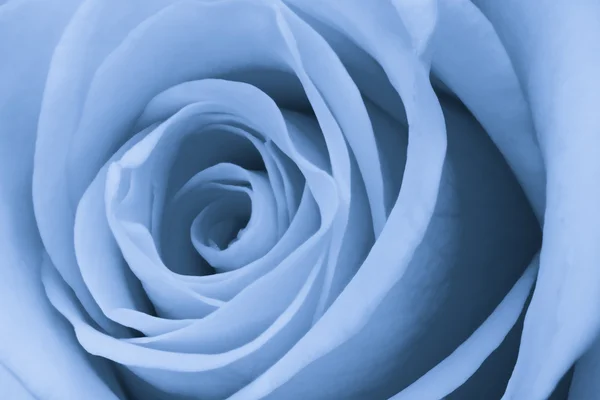 stock image Blue rose close up