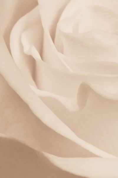 Rosa bianca da vicino — Foto Stock