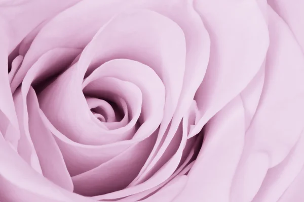 Fialová růže zblízka — Stock fotografie