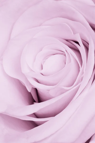 Violet rose close-up — Stockfoto