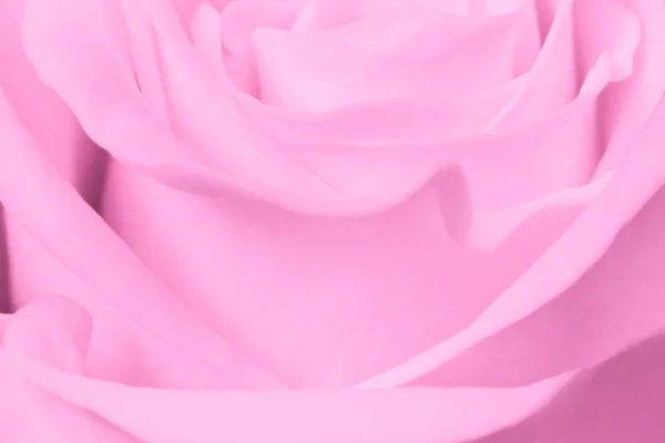 Růžová růže nahoru — Stock fotografie