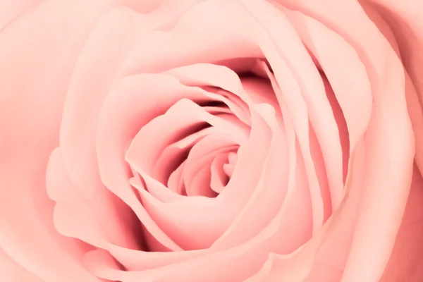 stock image Pink rose close up