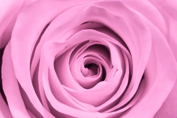 Rózsaszín rózsa közelről — Stock Fotó