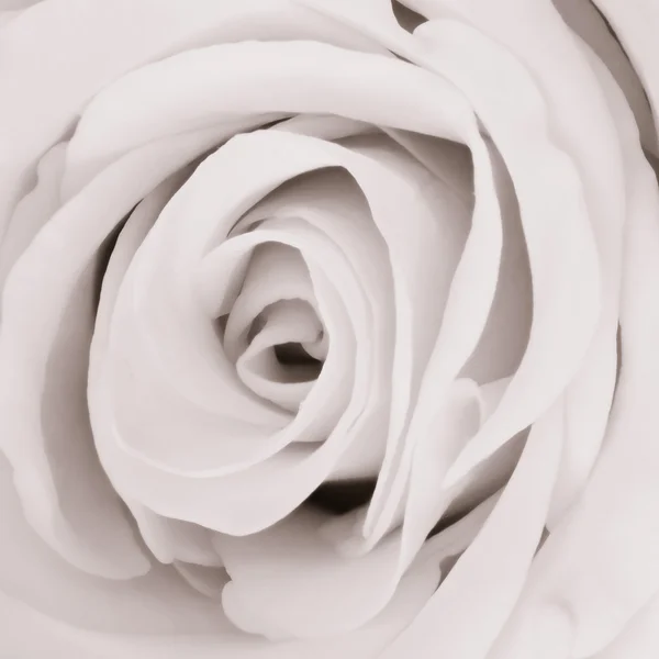 白色的玫瑰靠近了 — 图库照片