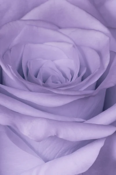 Rose violette gros plan — Photo