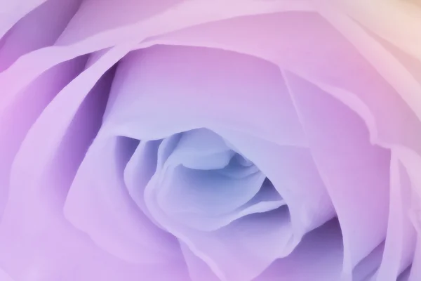 stock image Multicolor rose