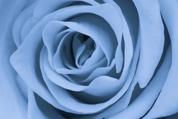 Modrá růže zblízka — Stock fotografie