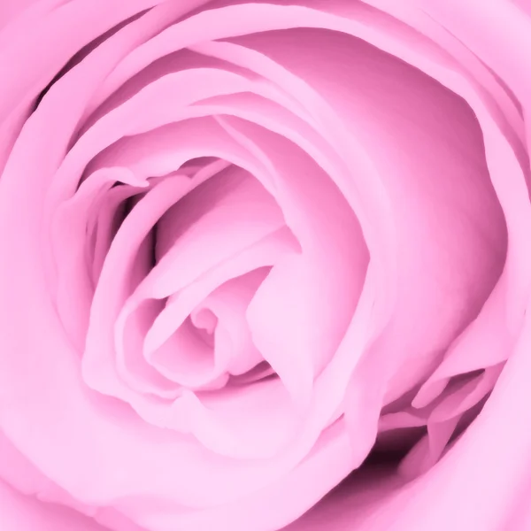 Rosa rosa de cerca —  Fotos de Stock