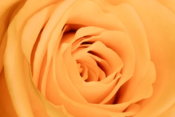 Помаранчева троянда крупним планом — стокове фото