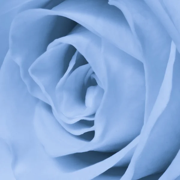 stock image Blue rose close up