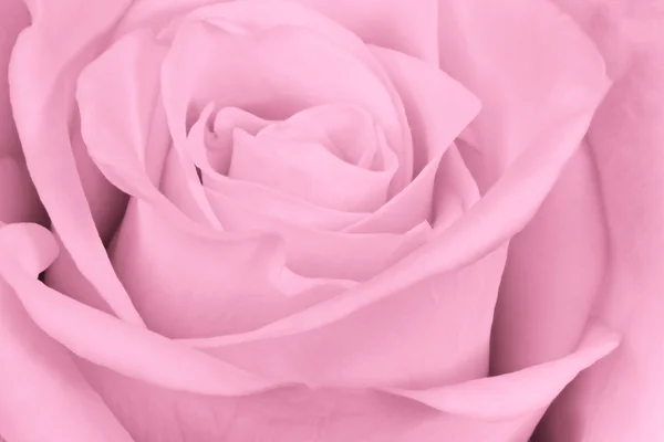 Rosa ros närbild — Stockfoto