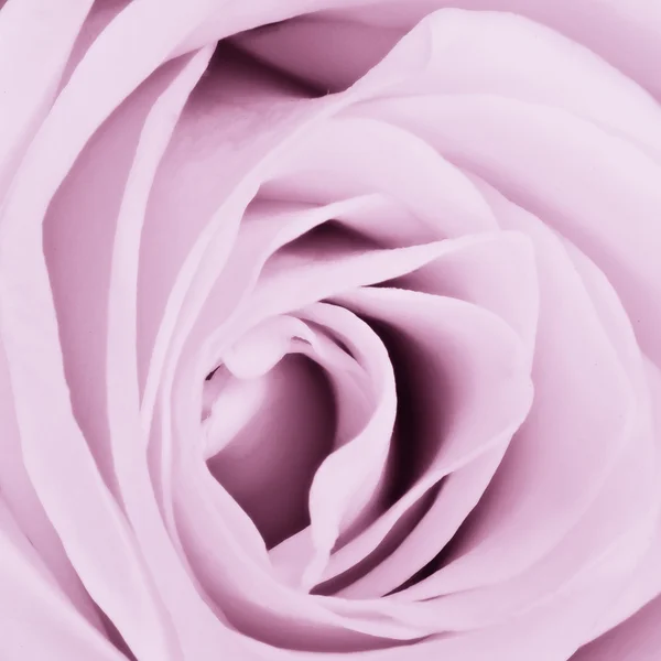 Violeta rosa de cerca —  Fotos de Stock