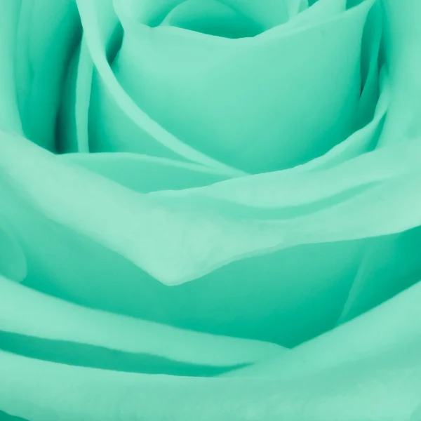 Grüne Rose aus nächster Nähe — Stockfoto