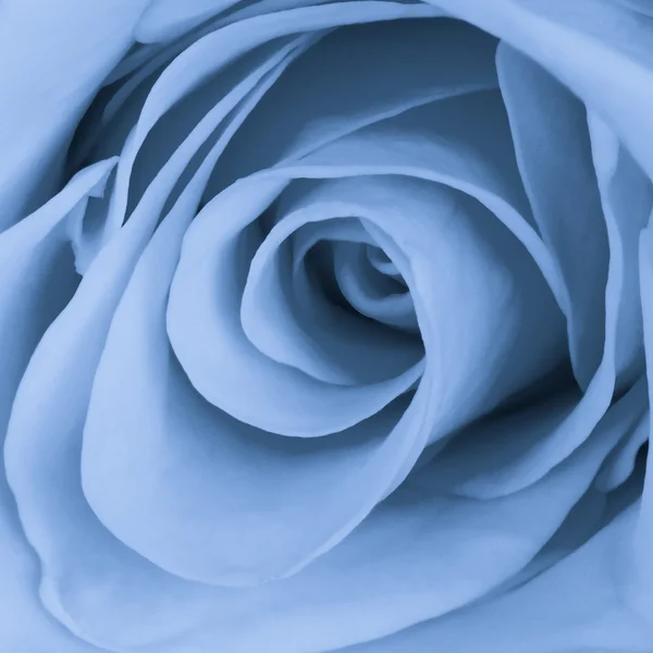 青いバラをクローズ アップ — ストック写真