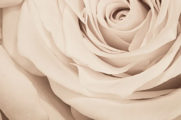 Weiße Rose aus nächster Nähe — Stockfoto
