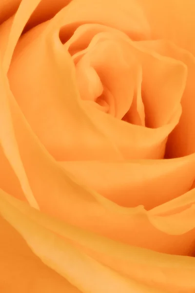 stock image Orange rose close up