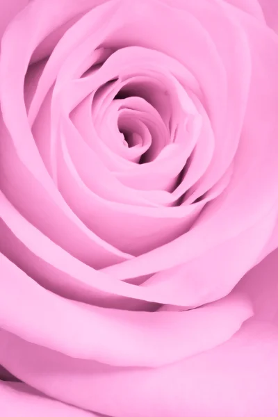 ดอกกุหลาบสีชมพูใกล้เข้ามา — ภาพถ่ายสต็อก