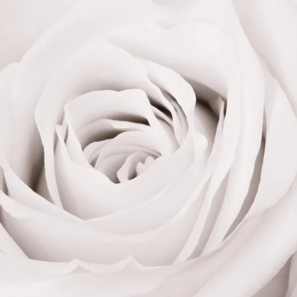 Rosa blanca de cerca — Foto de Stock