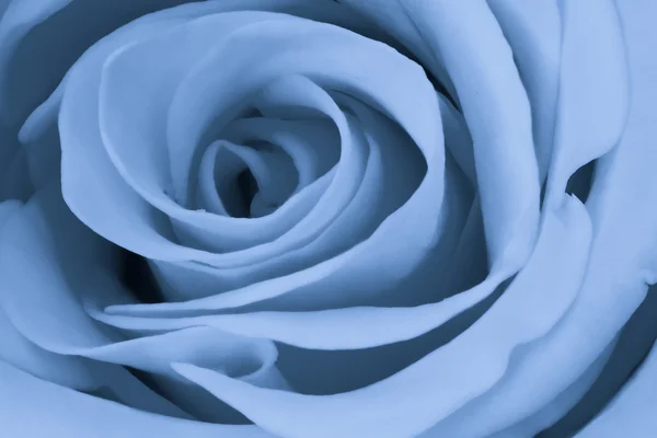 Blue rose close up — Stock Photo, Image