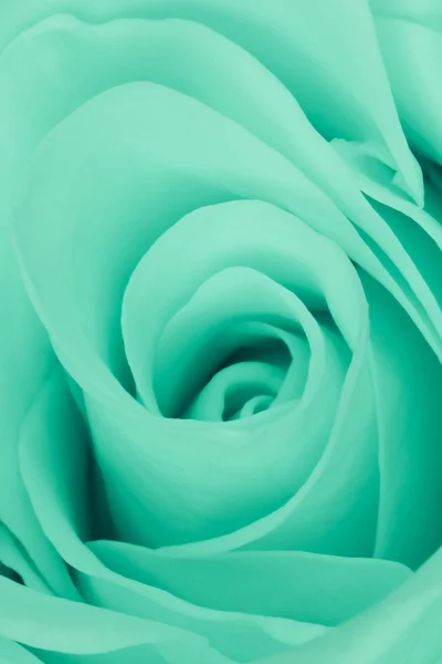 Rosa verde de cerca —  Fotos de Stock
