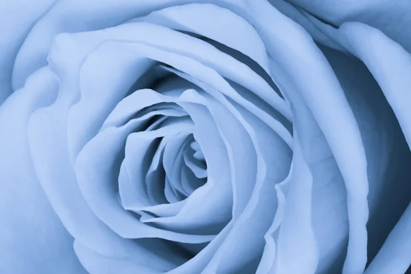 Rosa azul de cerca —  Fotos de Stock