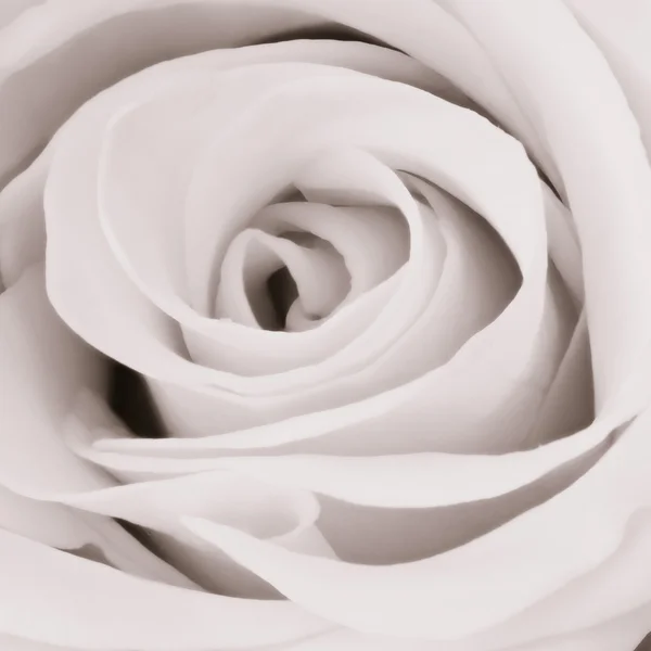 Rosa bianca da vicino — Foto Stock