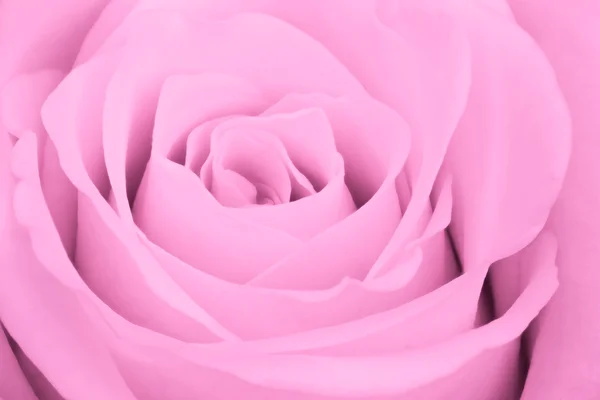 粉红的玫瑰靠近了 — 图库照片
