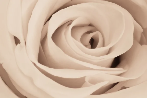Біла троянда крупним планом — стокове фото