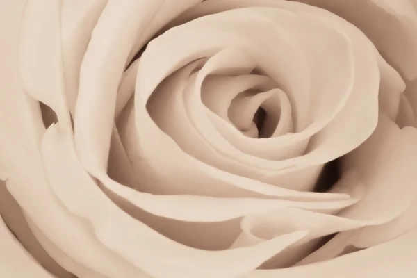 White rose close up — Stock Photo, Image