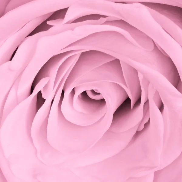 stock image Pink rose close up