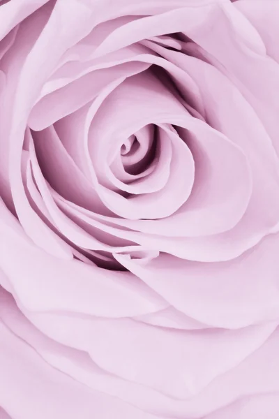 Violet rose close-up — Stockfoto
