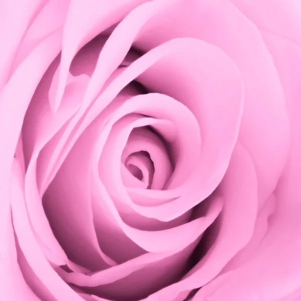 stock image Pink rose close up