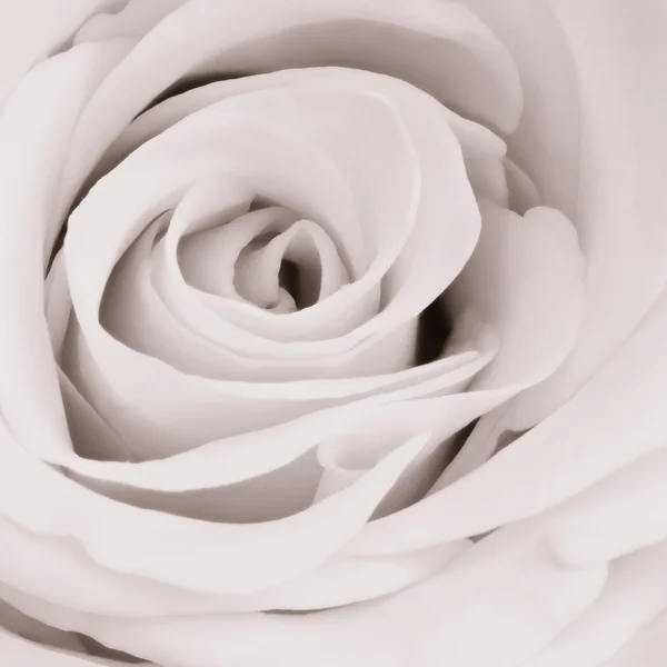 Biała róża z bliska — Zdjęcie stockowe