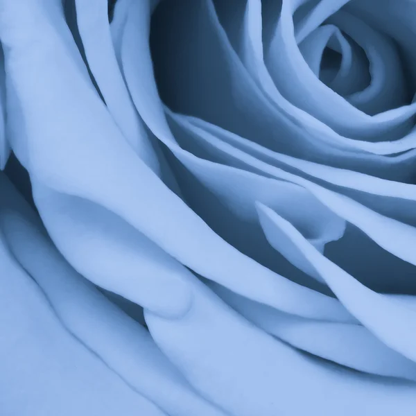 Blue rose close up — Stock Photo, Image